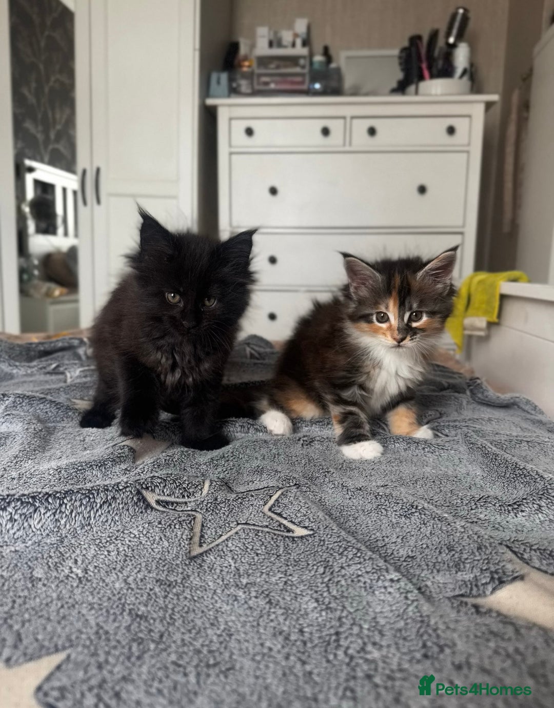 Maine Coon cats for sale: 1 BLACK SMOKE BOY 1 TORTIE GIRL MAINE COON KITTENS - Image 9