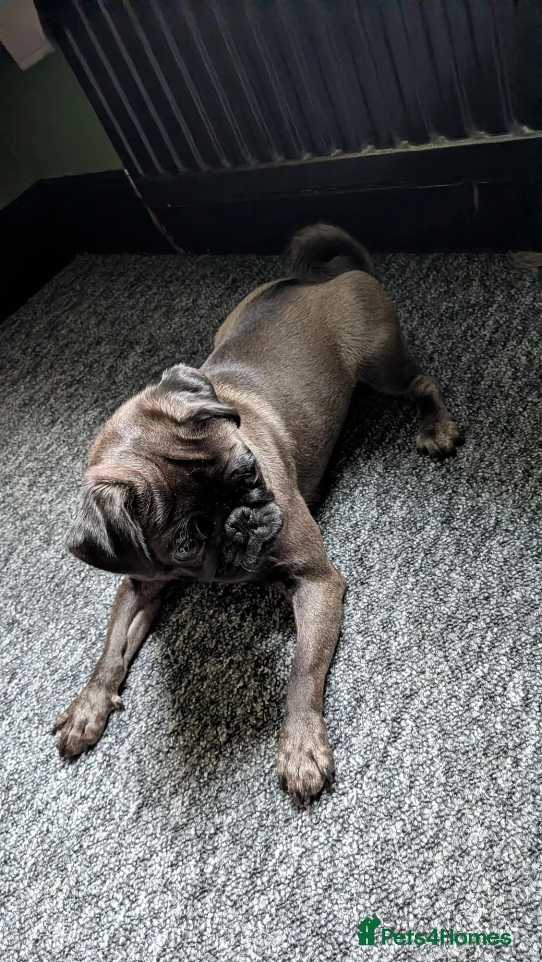Pug dogs for sale: Beautiful platinum pug  in Lanark - Advert 1