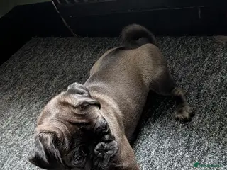 Pug dogs Beautiful platinum pug - Advert 6