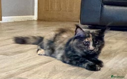 Maine Coon cats for sale: 2 Large Tica Maine Coon Kittens - Image 22
