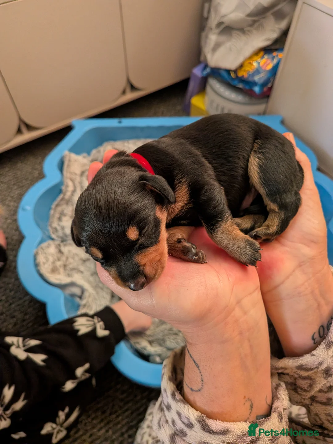 Dachshund dogs for sale: 5 Dachshunds for sale  - Advert 2