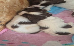 English Springer Spaniel dogs for sale: Beautiful Springer spaniel pups - Image 4