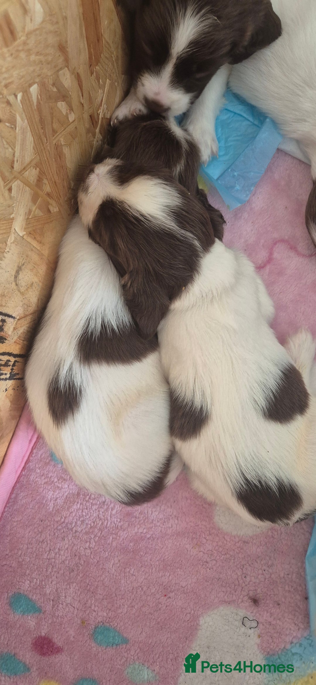 English Springer Spaniel dogs for sale: Beautiful Springer spaniel pups - Image 4