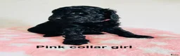 Cockapoo dogs for sale: Stunningly unique health/DNA tested Cockapoos  - Advert 18