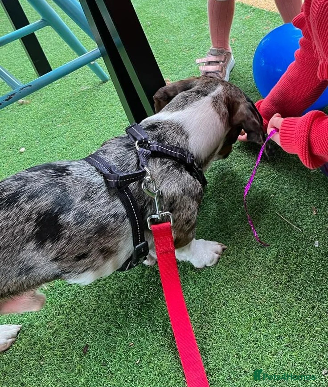 Mixed Breed dogs for adoption: 🐾Meet NORMAN 🐾 - a Lovely Boy for a Loving Home  - Advert 20