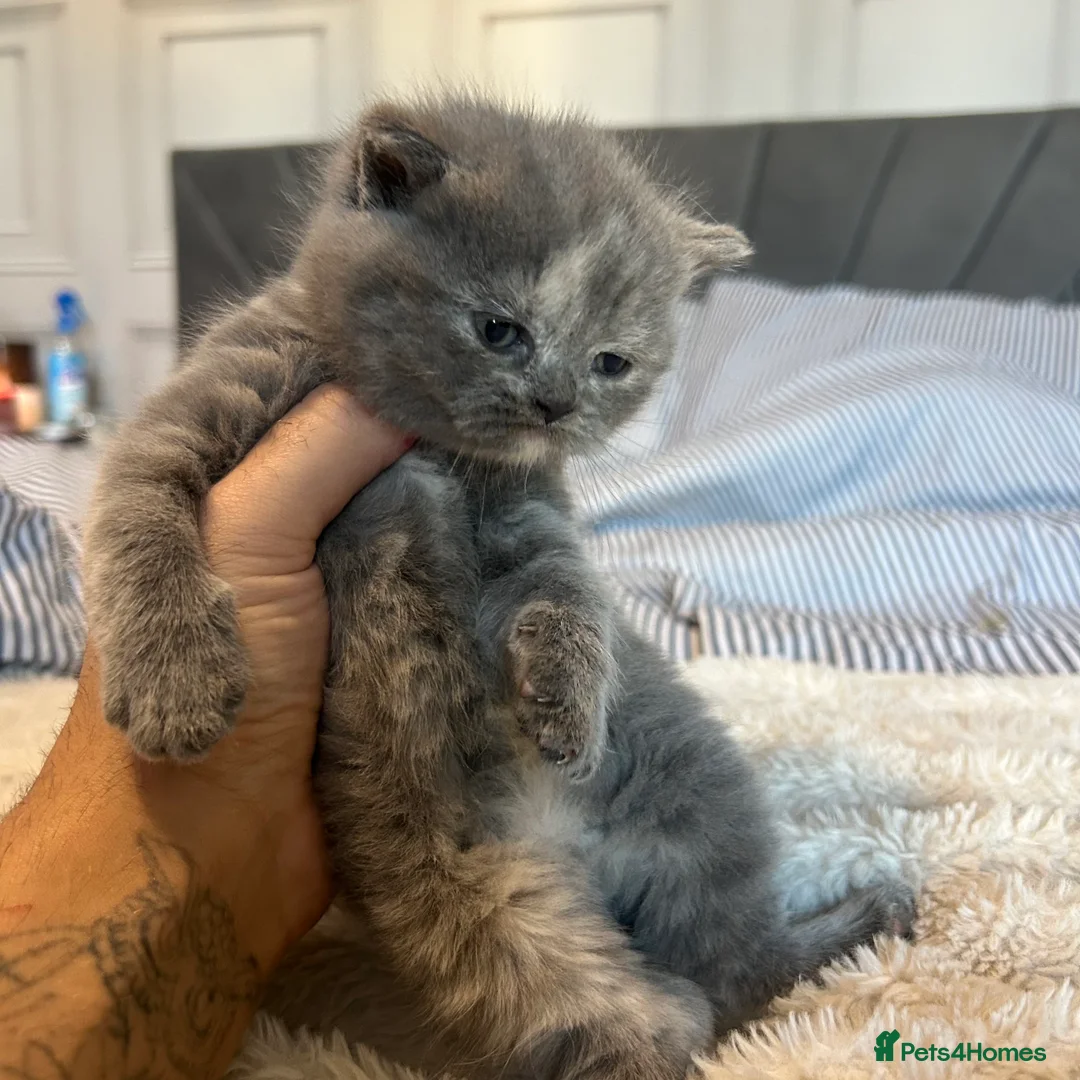 British Shorthair cats for stud: Manchester STUD - King Leon  in Salford - Advert 4