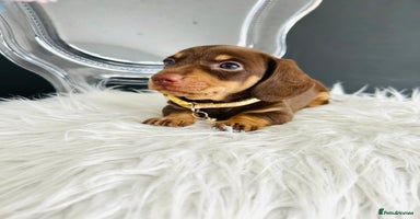Miniature Dachshund dogs - Advert 5