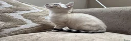 Bengal cats for sale: Stunning TICA Registered Snow Lynx Bengal Kittens - Advert 17