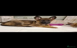 German Shepherd dogs for sale: 🐾Adorable 8-Week-Old German shepherd puppies🐾 - Image 17