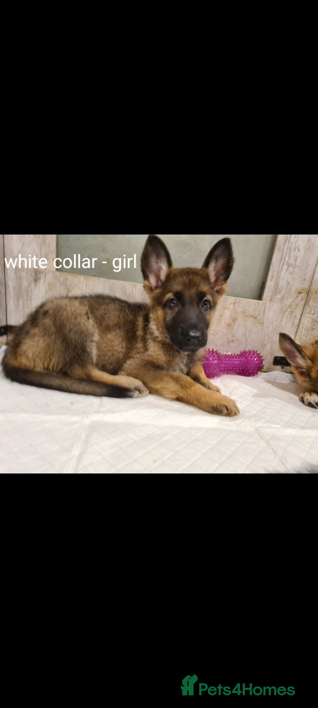 German Shepherd dogs for sale: 🐾Adorable 8-Week-Old German shepherd puppies🐾 - Image 17