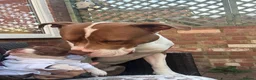 American Bully dogs for stud: Amstaff/Bully for stud - Advert 8
