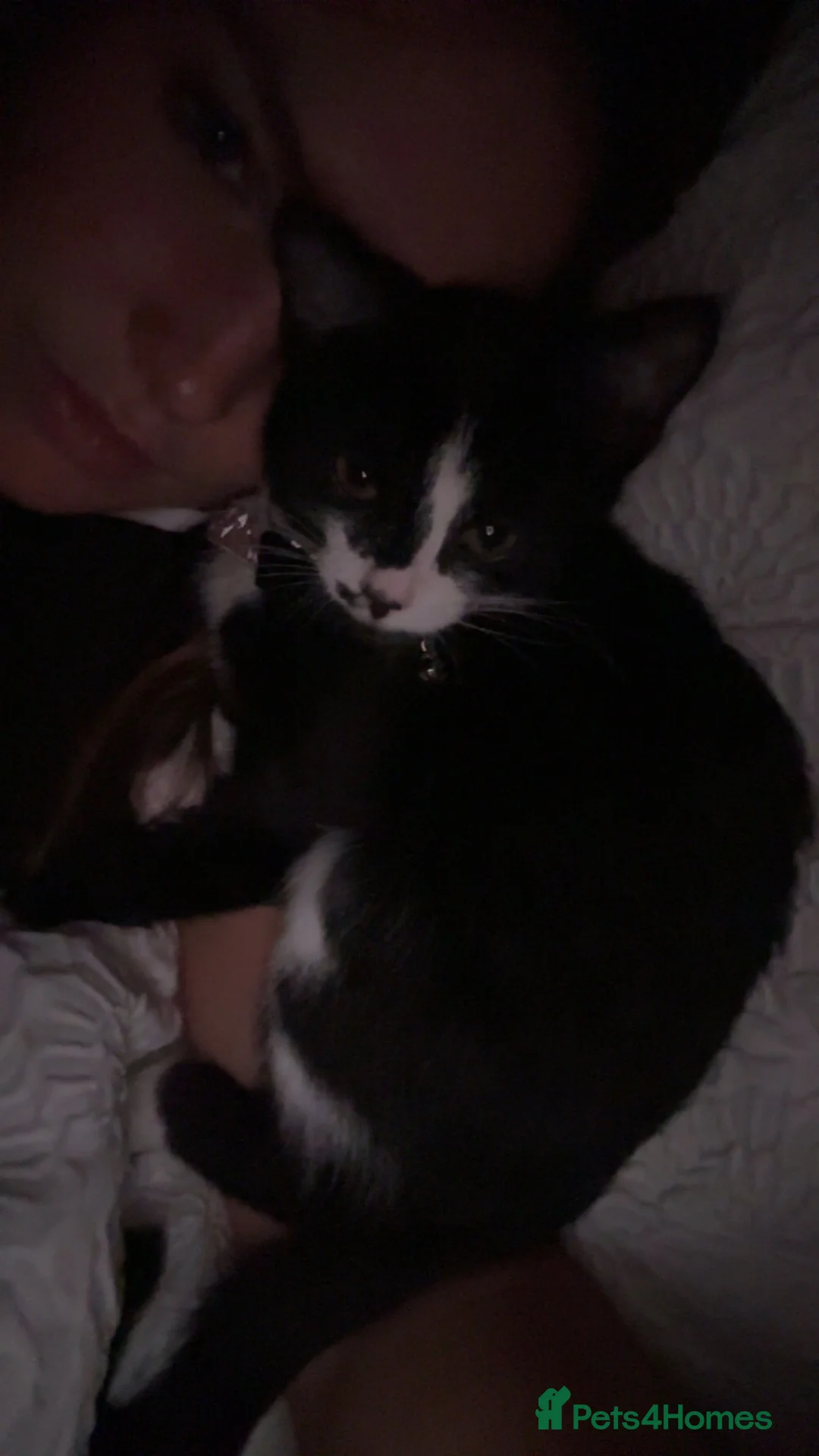 Mixed Breed cats for sale: Kitten rehoming  - Advert 2