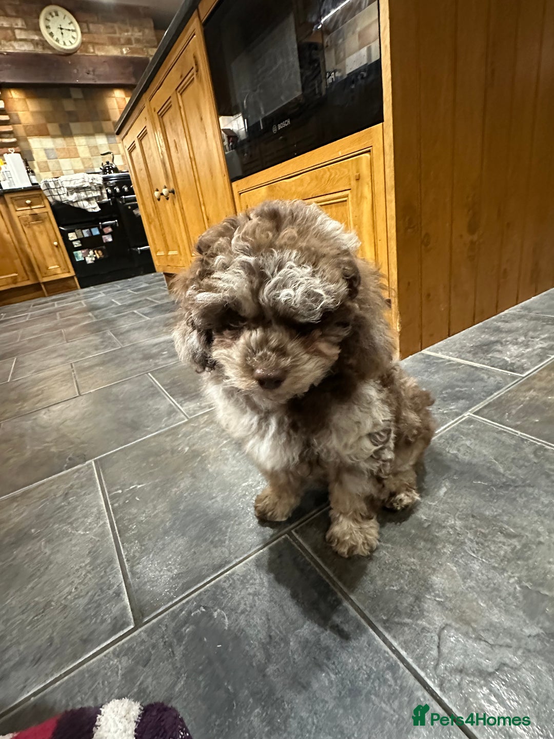 Toy Poodle dogs for sale: Adorable Merle Toy Poodle  - Advert 3
