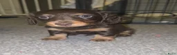 Miniature Dachshund dogs for sale: KC registered miniature dachshund - Advert 6