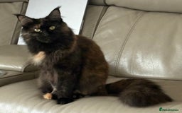 Maine Coon cats for sale: Female Maine com - Image 2