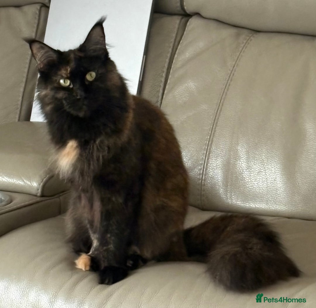 Maine Coon cats for sale: Female Maine com - Image 2