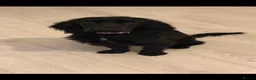 Cocker Spaniel dogs for sale: 2 beautiful cocker spaniel puppies - Advert 1