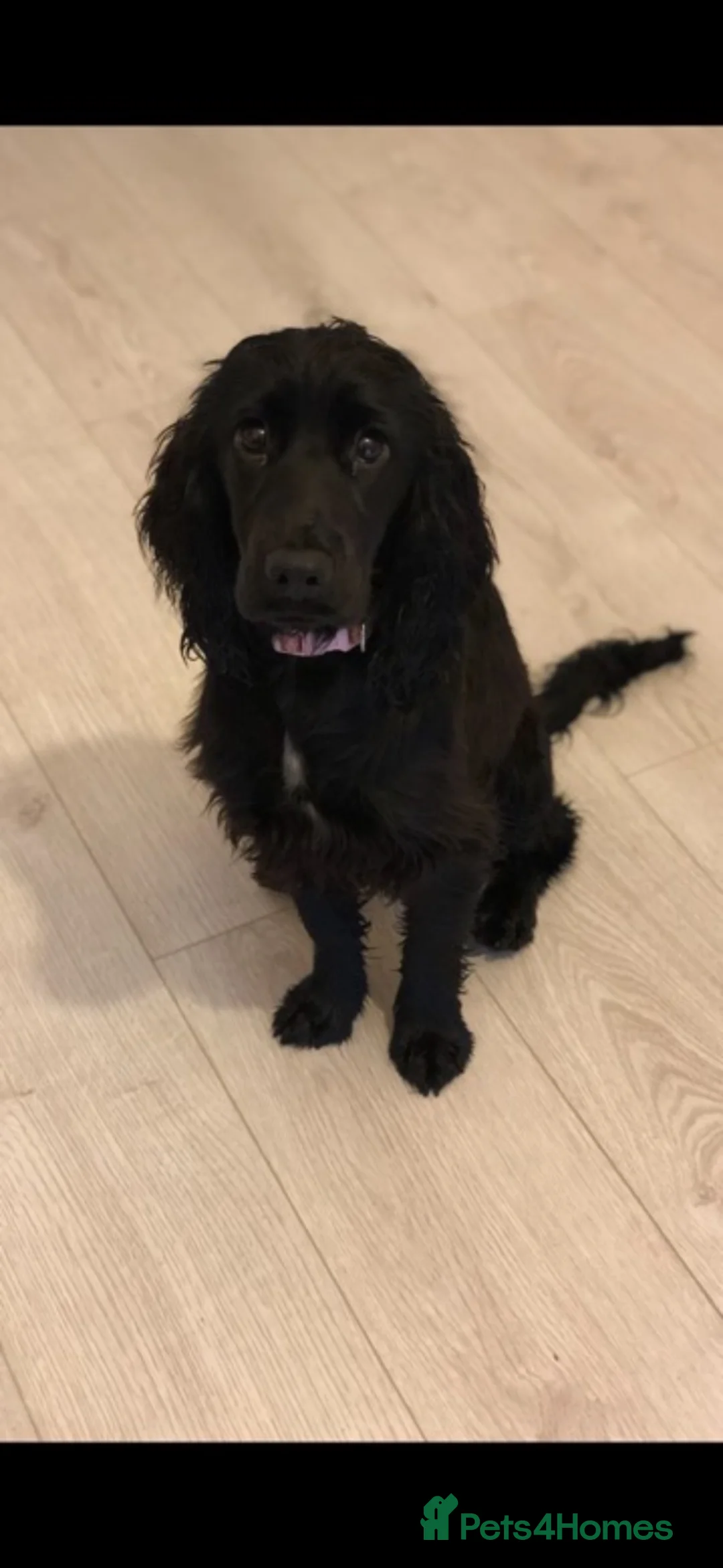 Cocker Spaniel dogs for sale: 2 beautiful cocker spaniel puppies - Advert 1