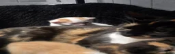Mixed Breed cats for sale: 2 Female kittens - Advert 10