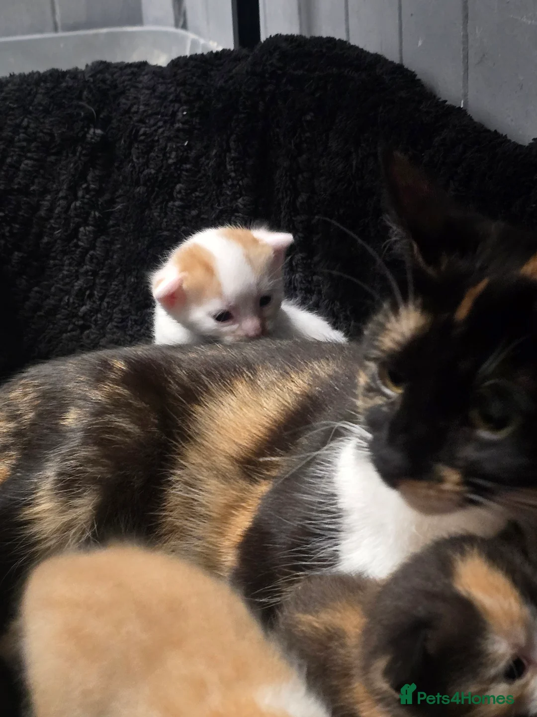 Mixed Breed cats for sale: 2 Female kittens - Advert 10