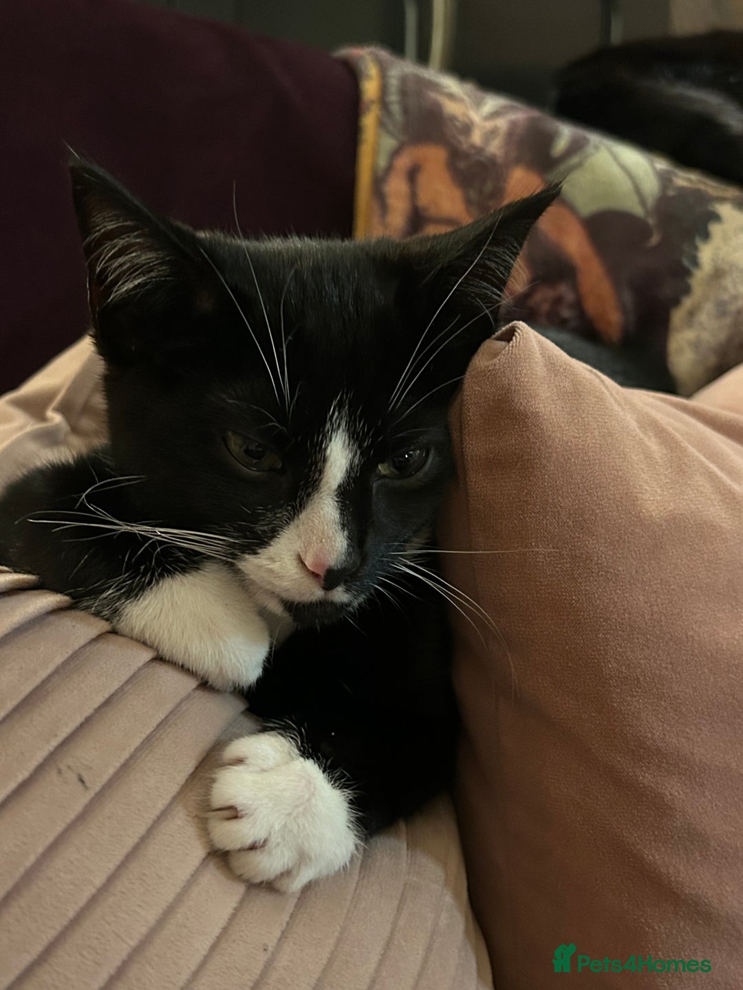 Mixed Breed cats for sale: Gorgeous, playful little kittens - Advert 5