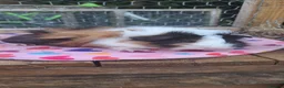 Guinea Pig rodents for sale: Adorable young boar Guinea pigs  - Advert 6