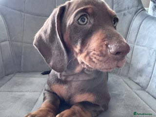 Miniature Dachshund dogs KC registered,PRA Clear! Miniature Dachshund - Advert 16