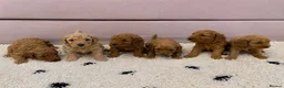 Mini Goldendoodle dogs for sale: Mini Goldendoodle pups - Advert 1