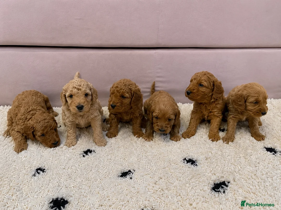 Mini Goldendoodle dogs for sale: Mini Goldendoodle pups - Advert 1