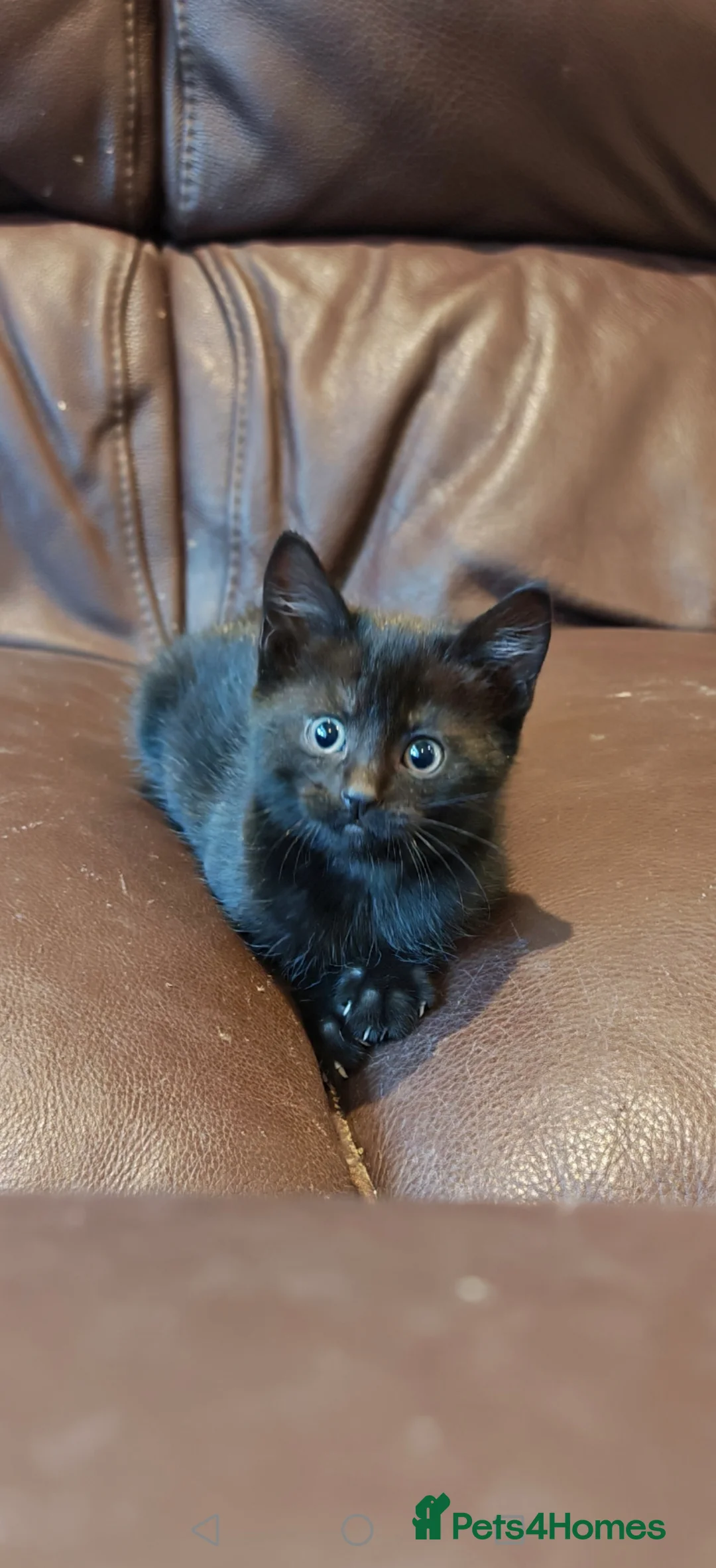Mixed Breed cats for sale: Jet Black Kittens - Advert 5