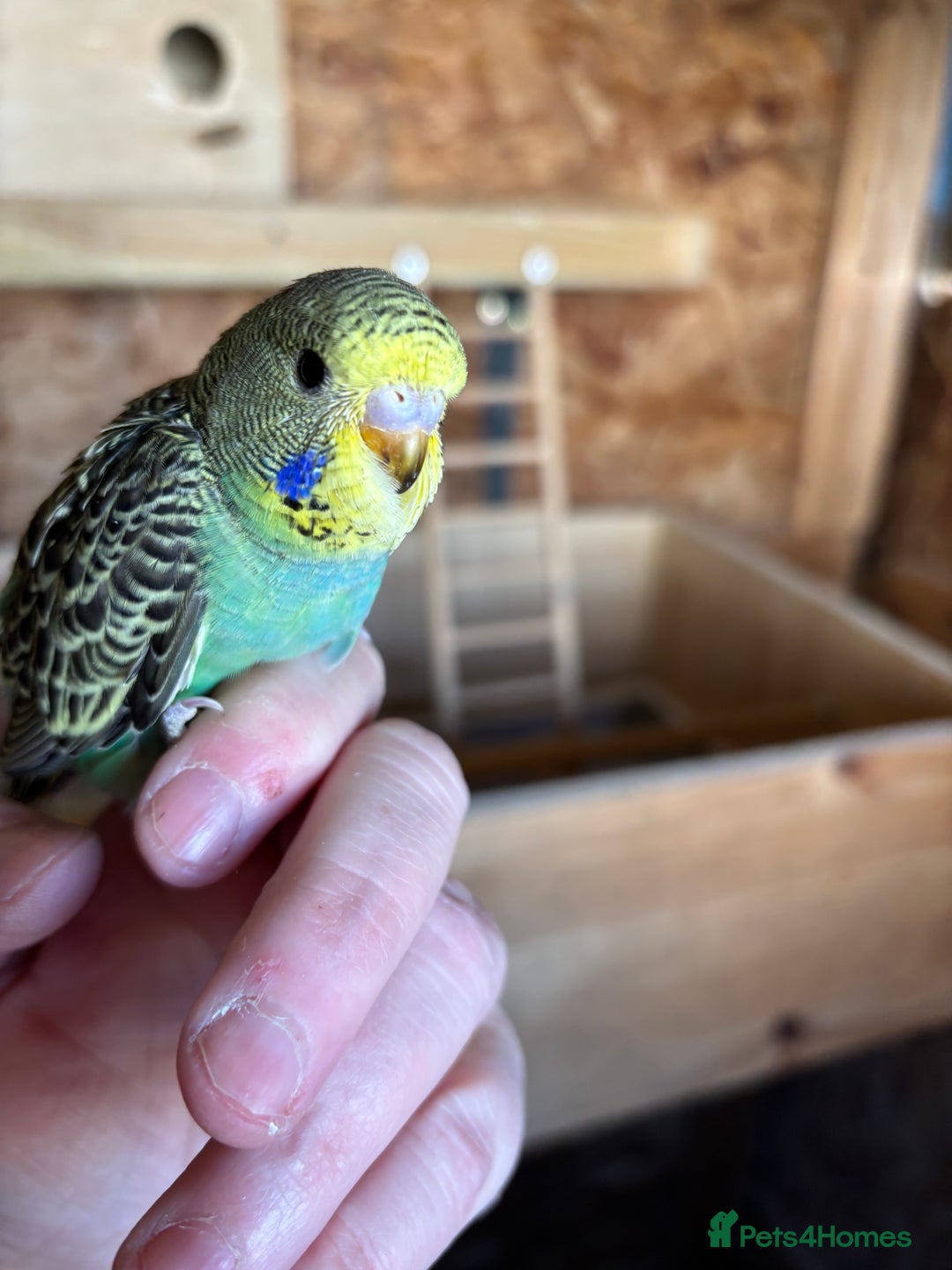 Budgerigars birds for sale: Young Budgies  - Image 5