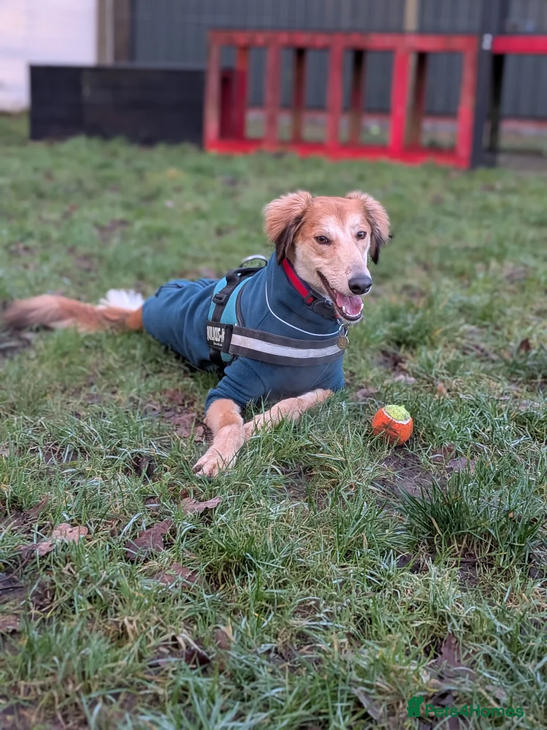 Saluki dogs for adoption: Falkor - Advert 2