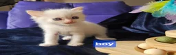 Ragdoll cats for sale: 3 girls and 2 boys ragdoll kitten ready 4 new home in Welwyn Garden City - Advert 11
