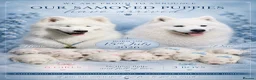 Samoyed dogs for sale: Samoyed litter announcement puppy born  - Advert 1