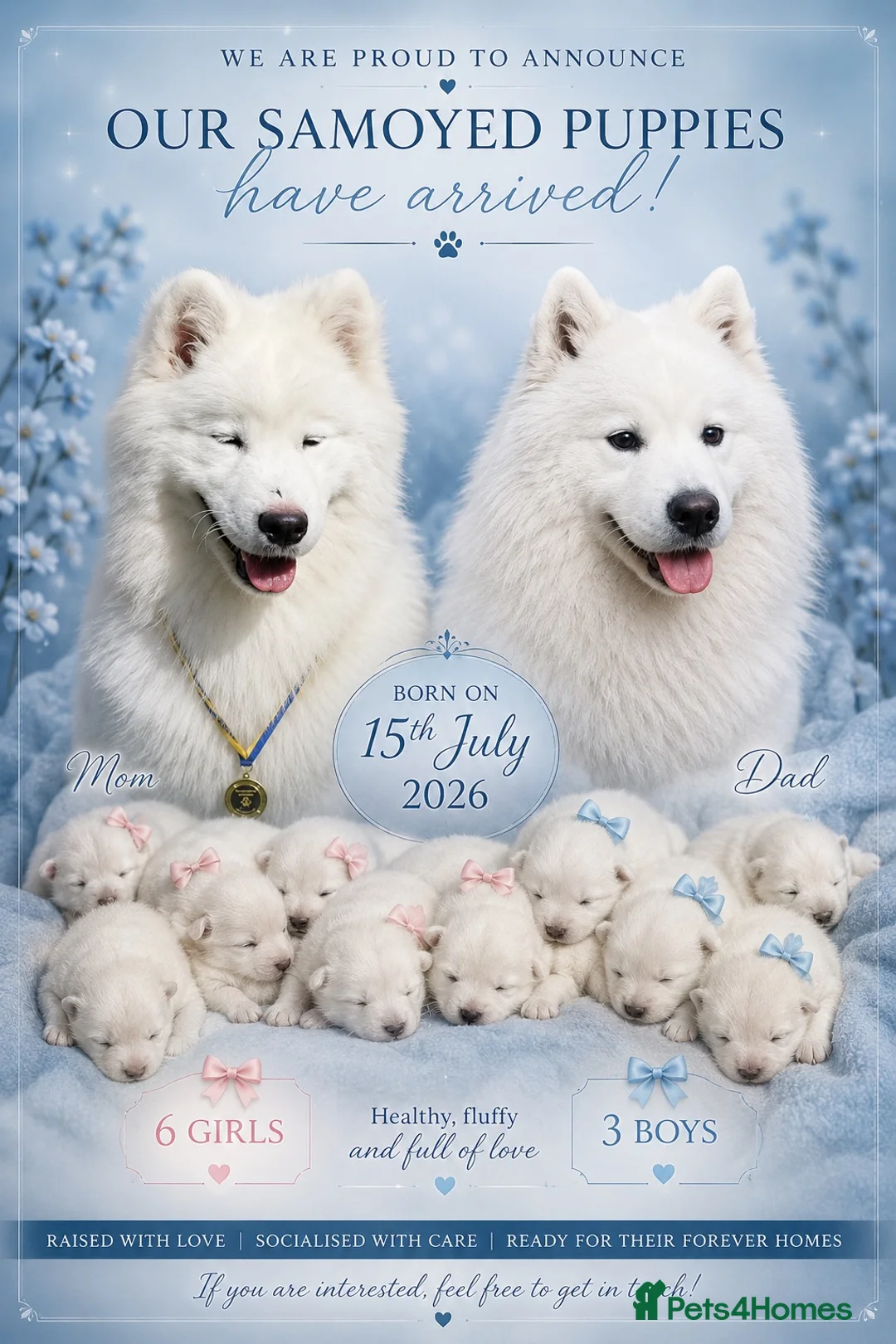 Samoyed dogs for sale: Samoyed litter announcement puppy born  - Advert 1