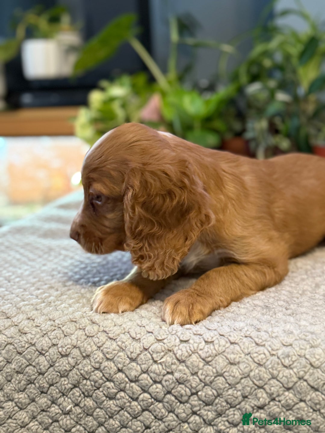 Cocker Spaniel dogs for sale: Four beautiful *working* cocker spaniel puppies - Advert 12