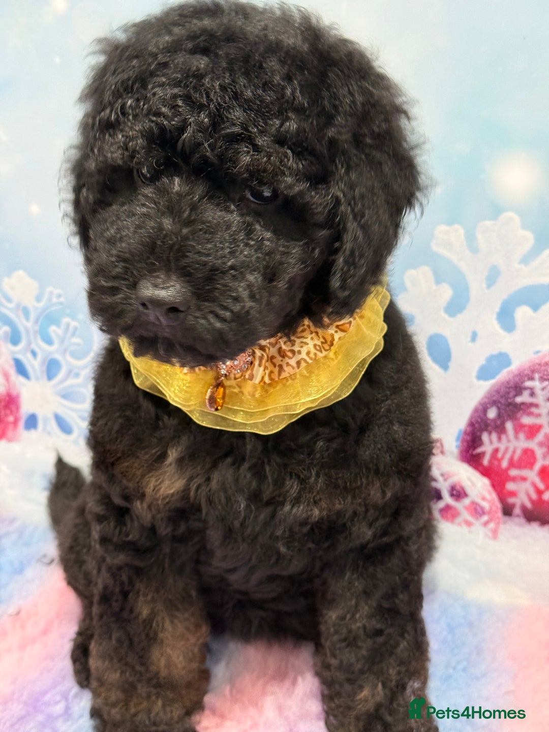 Bernedoodle dogs for sale: Ready to go Miniature Health Tested Bernedoodles  - Advert 9