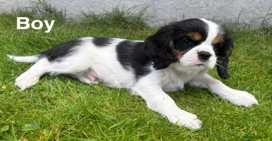 Cavalier King Charles Spaniel dogs - Advert 8