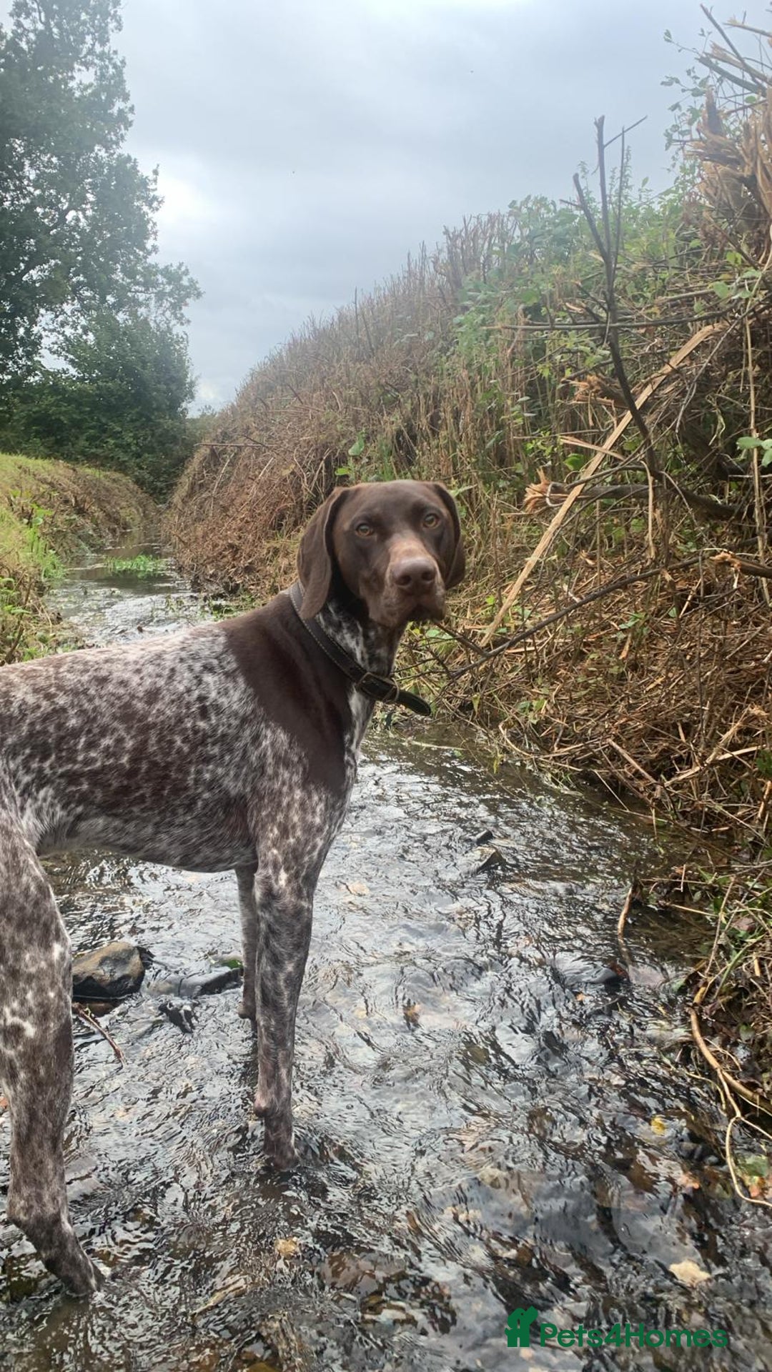 German Shorthaired Pointer dogs for stud: KC registered GSP for stud - Advert 9