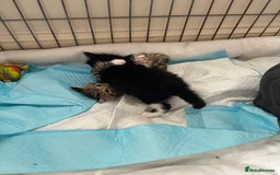 Mixed Breed cats for sale: 4 Mix Breed Kittens for sale - Image 2
