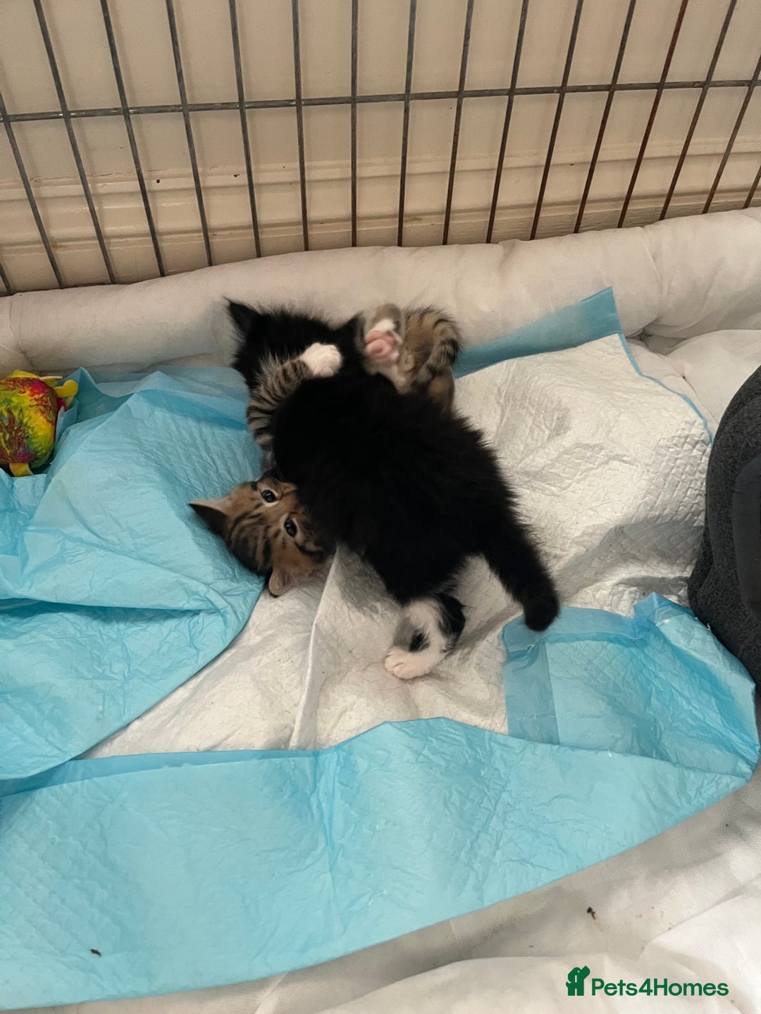 Mixed Breed cats for sale: 4 Mix Breed Kittens for sale - Image 2