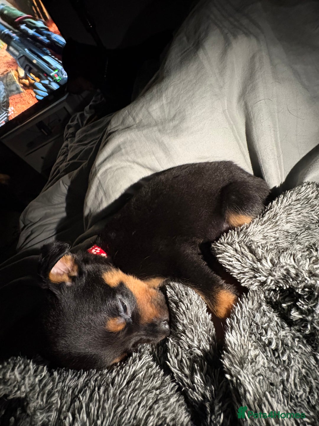 Rottweiler dogs for sale: Rottweiler puppies ready to leave now !!!! - Advert 34