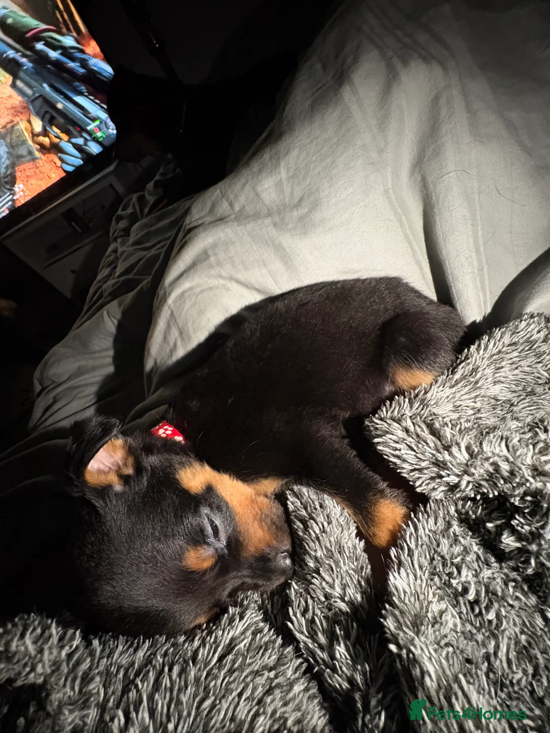 Rottweiler dogs for sale: Rottweiler puppies, only 2 girls left! Ready now  - Advert 31