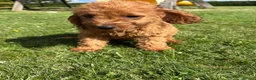 Labradoodle dogs for sale: Ready F1b labradoodle curl red health test parent  - Advert 19