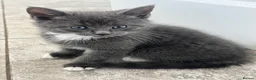 Mixed Breed cats for sale: mainecoon/european in Corby - Advert 22