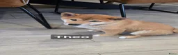Japanese Shiba Inu dogs for sale: Foxy little shibas - Advert 8