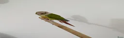 Conures birds for sale: Semi tammed pineapple conure for sale  - Advert 2