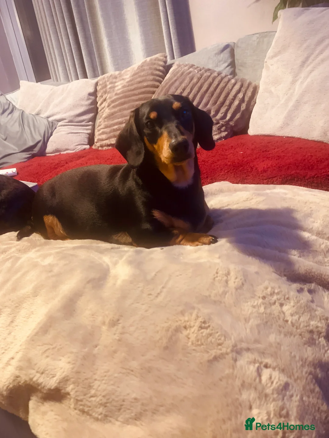 Dachshund dogs for sale: 🐾Adorable Dachshund Boys🐾 - Advert 1