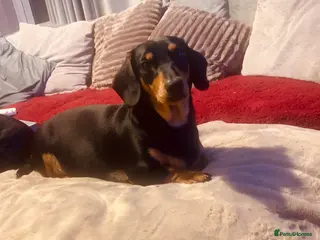 Dachshund dogs 🐾Adorable Dachshund Boys🐾 - Advert 2