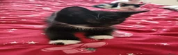 Mixed Breed cats for sale:  Kittens 2 males  - Advert 3